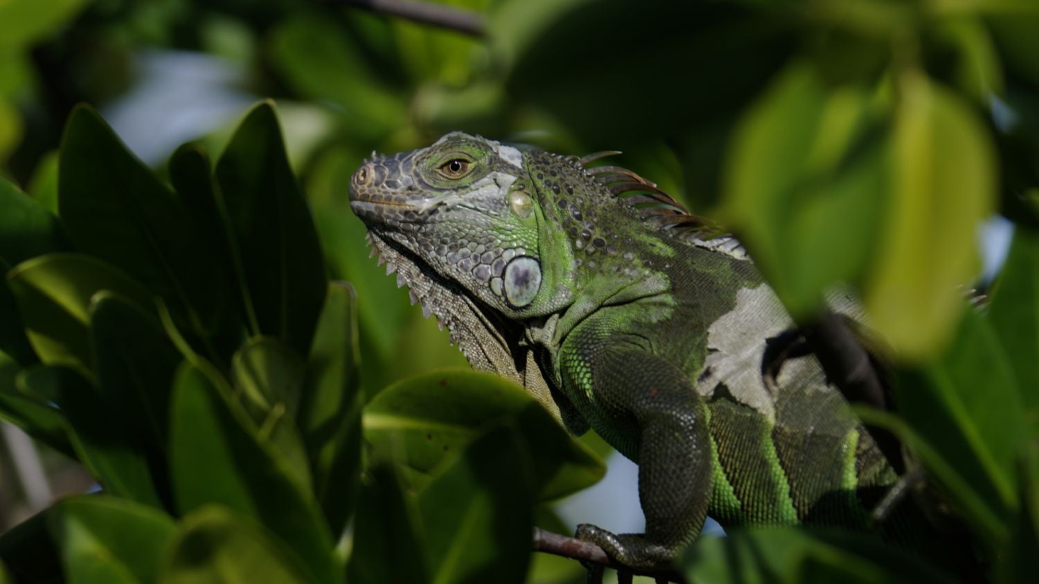 Prima Zoom, přelom listopadu a prosince 2017