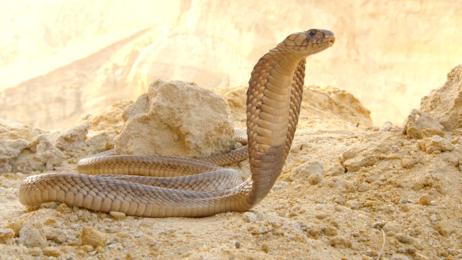 Prima Zoom, přelom listopadu a prosince 2017