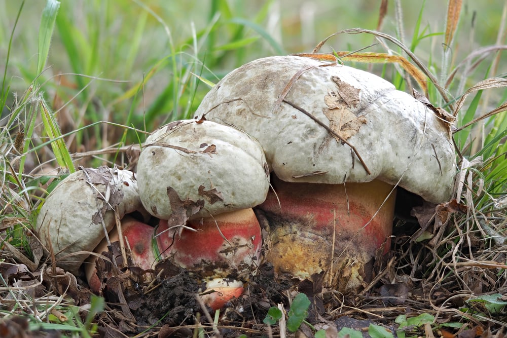 Vzácný teplomilný hřib satan neboli Rubroboletus satanas
