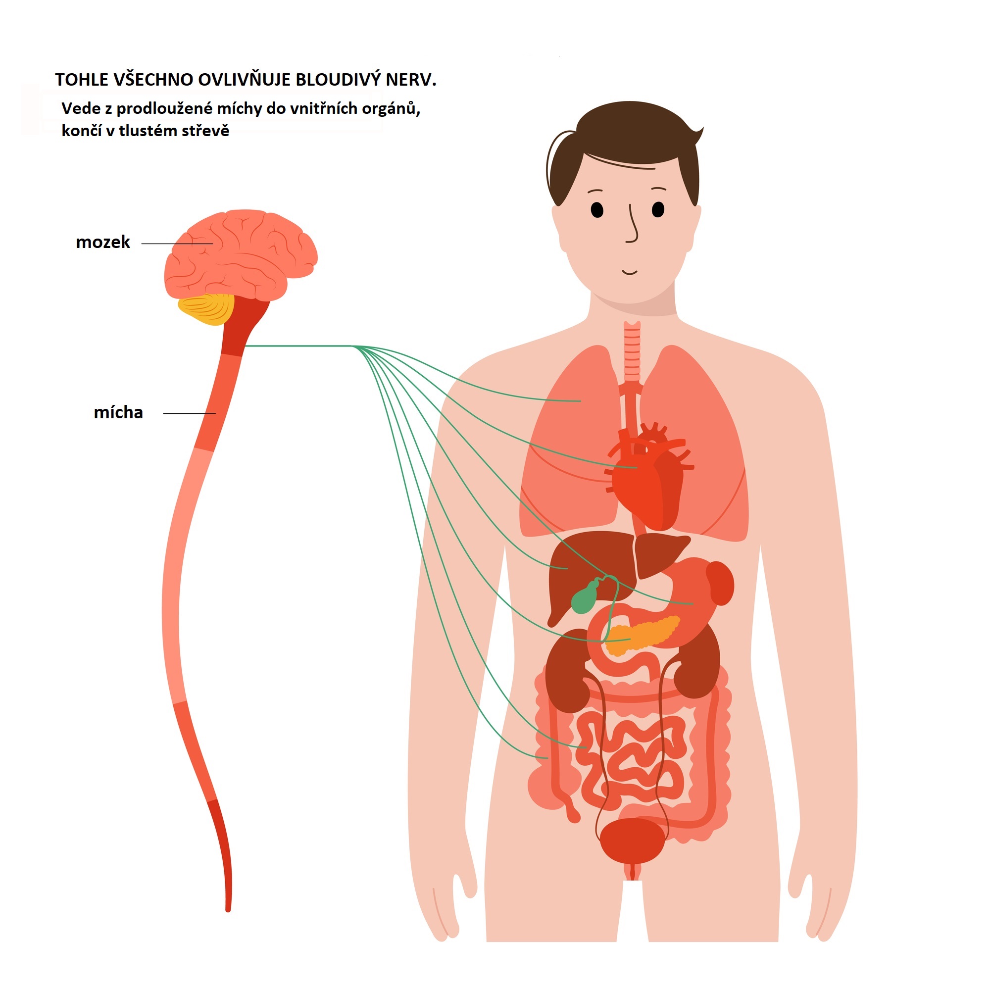 Bloudivý nerv (nervus vagus) přenáší signály mezi vaším mozkem, srdcem a trávicím systémem