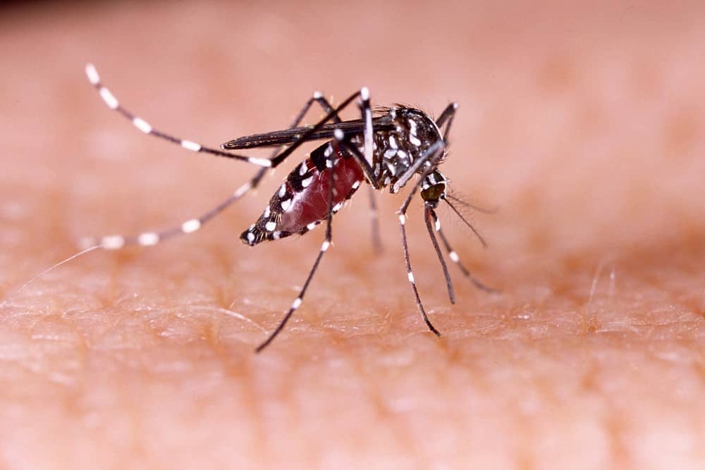 2020-02-Dengue_3.jpg