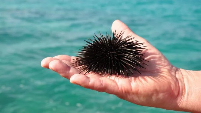 25.6.24 1*/suvenýr, ježek, pláž, dovolená