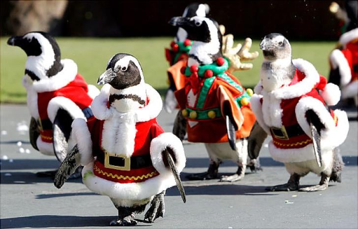 Vánoční pochod tučňáků v jedné japonské ZOO.