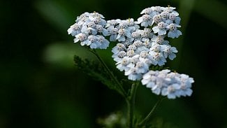 Náhledový obrázek - Řebříček obecný je skvělým pomocníkem při ženských obtížích. Komu naopak může uškodit?