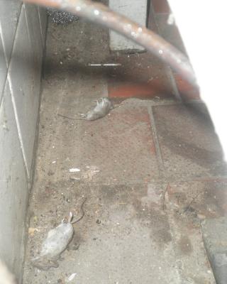 Česká hospoda, Vlašim