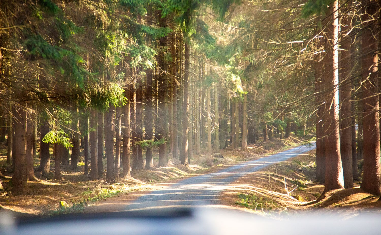 Uprostřed hlubokých lesů vede docela pěkná asfaltka.