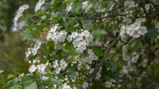 Náhledový obrázek - Hloh obecný se doporučuje při kardiovaskulárních potížích. Léčivé jsou květy, listy i plody