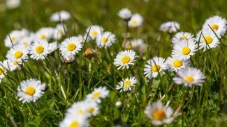 Náhledový obrázek - Sedmikráska chudobka má hojivé a protizánětlivé účinky. Vyšlechtěné odrůdy se pěstují pro okrasné účely