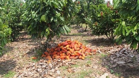 Náhledový obrázek - Kokain místo kakaa. Padající ceny bobů nutí farmáře přejít na koku