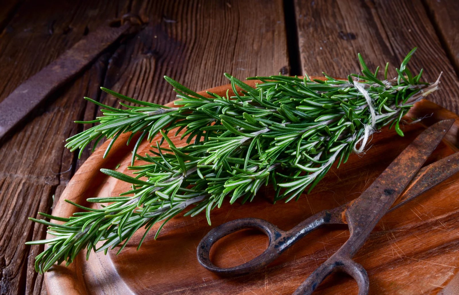 Rozmarýn je bylinka, která roste jako keřík. Poznáte ji bezpečně podle charakteristického aromatu, a pokud přemýšlíte, kde ji v přírodě hledat, vydejte se do okolí Středozemního moře.