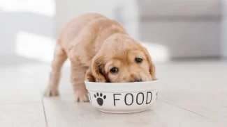 Náhledový obrázek - Kvalita krmení pomůže snížit náklady na veterinární péči