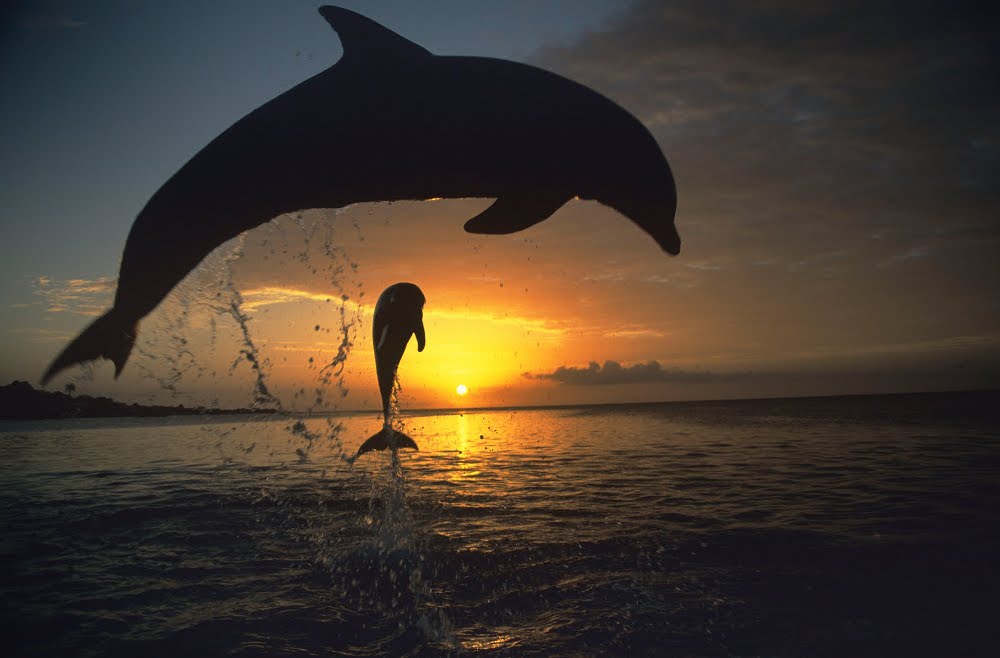 Prima Zoom bude vítaným rozšířením základních programových nabídek operátorů Skylink a CS Link.