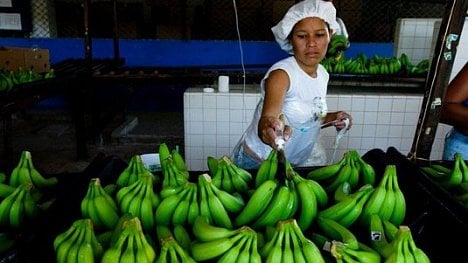 Náhledový obrázek - Banánová kalamita: německý řetězec Aldi varuje před nedostatkem oblíbeného ovoce