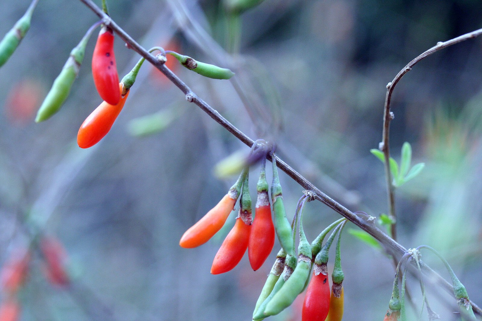 Goji - kustovnice čínská