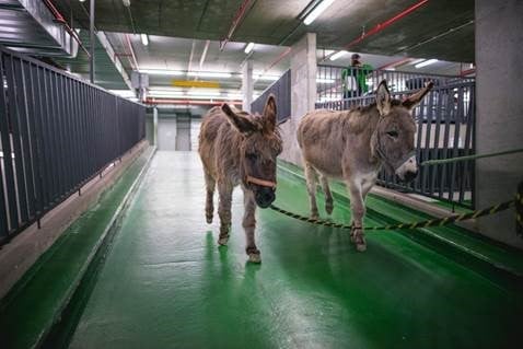 Největší výzva byla dostat do studia živého osla, popisuje Záhoř.