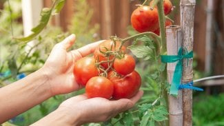 Na obrázku jsou ruce, které drží rajčata, která visí na keři