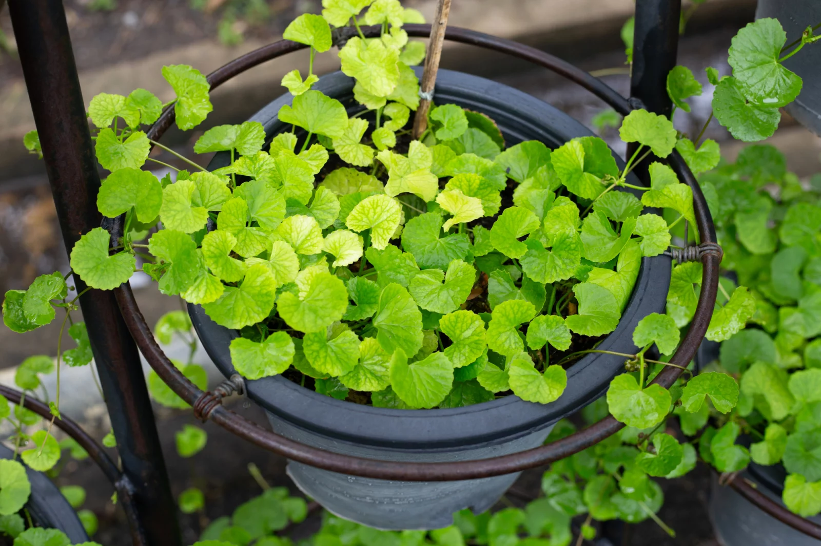 Gotu kola