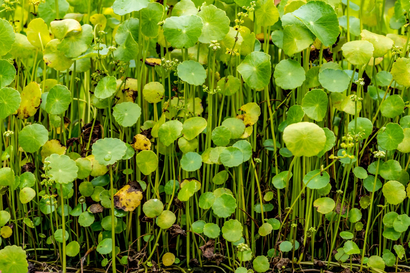 Gotu kola