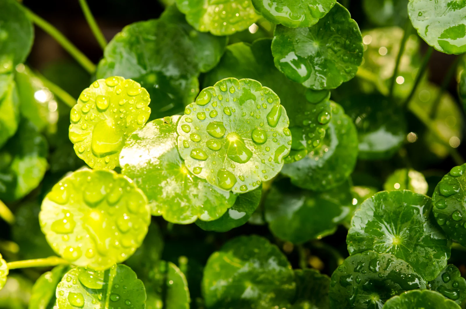 Gotu kola