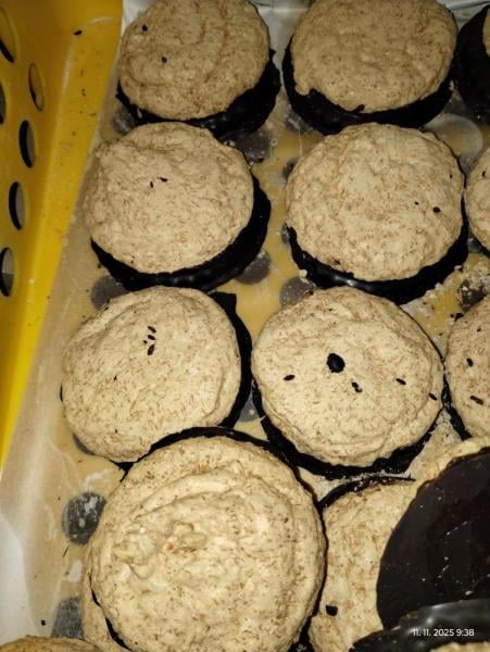 Myší trus v hradecké večerce