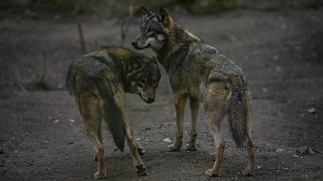 Náhledový obrázek - Až se vlci začnou střílet. Ministerstvo připravilo návod, jak se k šelmám chovat