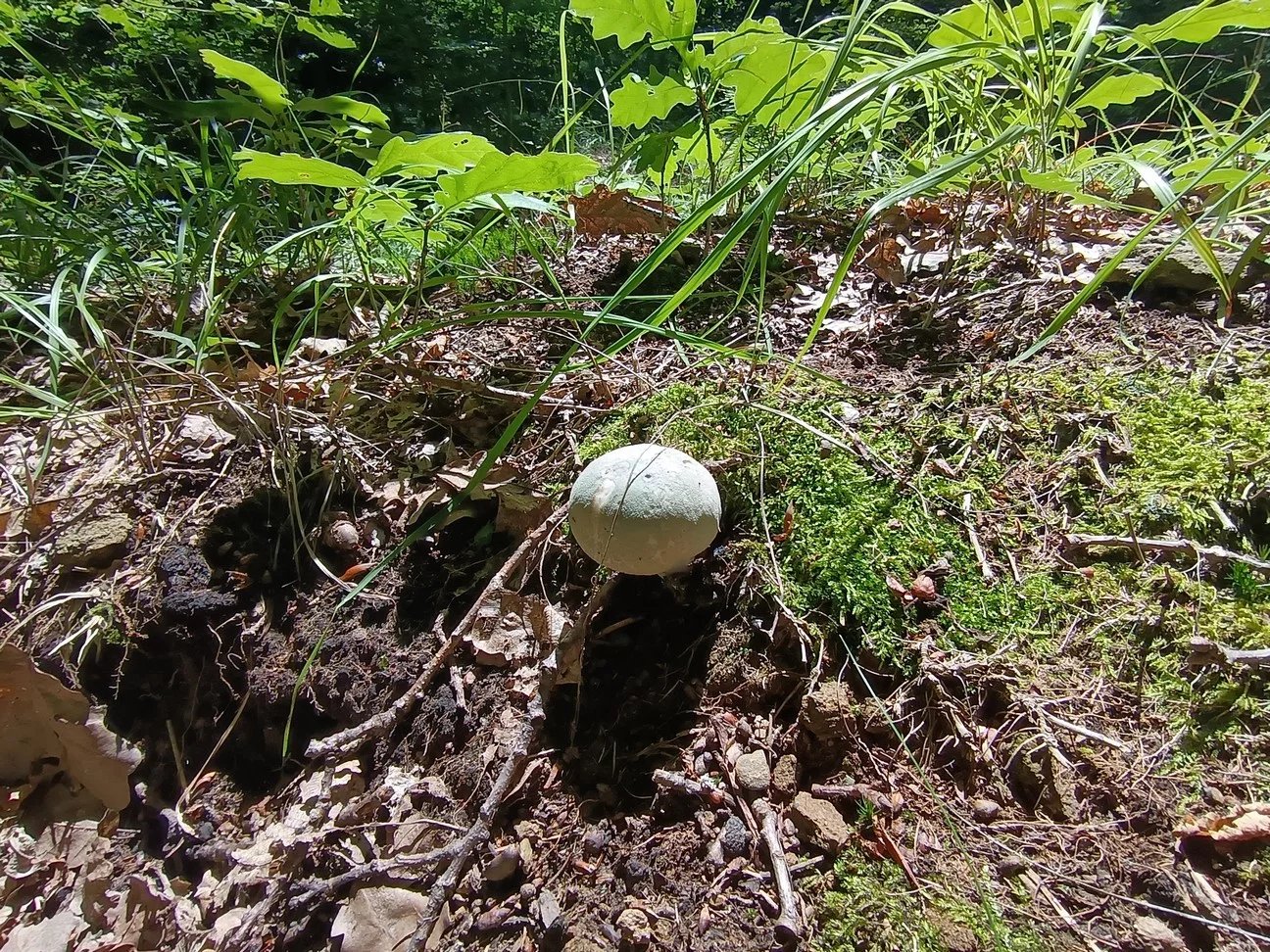 Honor 200 Lite: ultraširokoúhlý 5Mpx fotoaparát