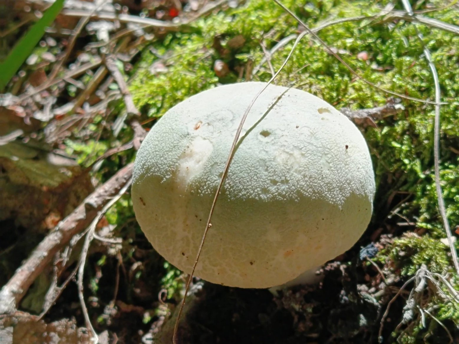 Honor 200 Lite: 3násobný digitální zoom