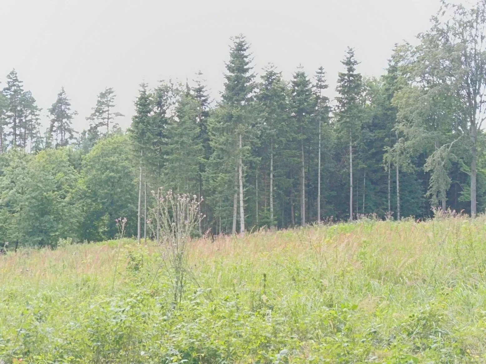 Honor 200 Lite: 3násobný digitální zoom