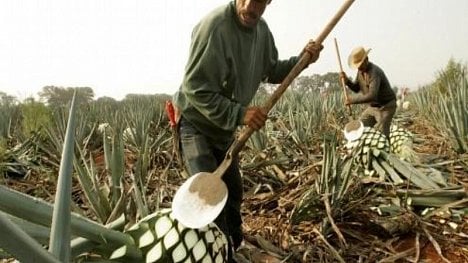 Náhledový obrázek - Přidejte se k mexické vlně