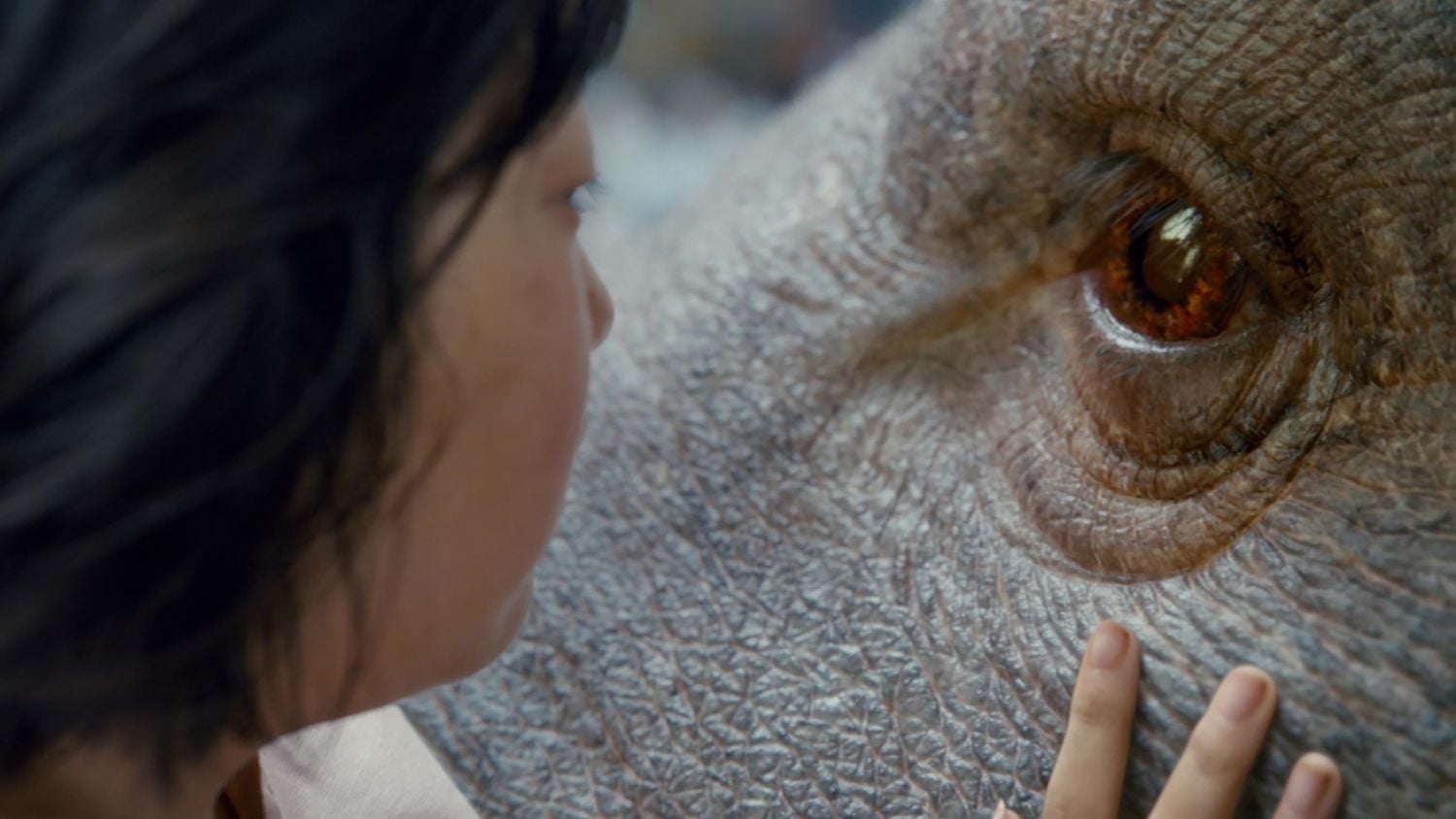 Netflix - Meyerowitz Stories a Okja