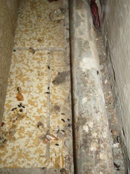 Hung Nguyen Minh, Opočno -  Výskyt myšího trusu, provozovna nezabezpečená před pronikáním škůdců, nezajištění odvozu potravinářského odpadu, nečistoty na podlaze, nečistoty na regálech či zařízeních