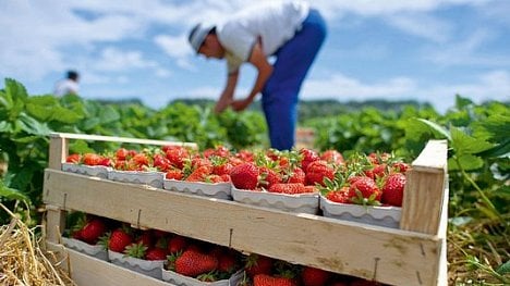 Náhledový obrázek - Sezonní práce: jak pracovat legálně a platit co nejmenší daně