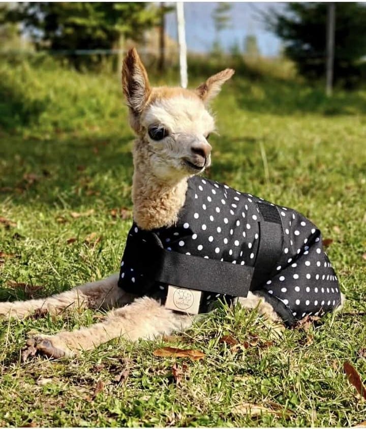 Lamátko v dece na LazyFarm