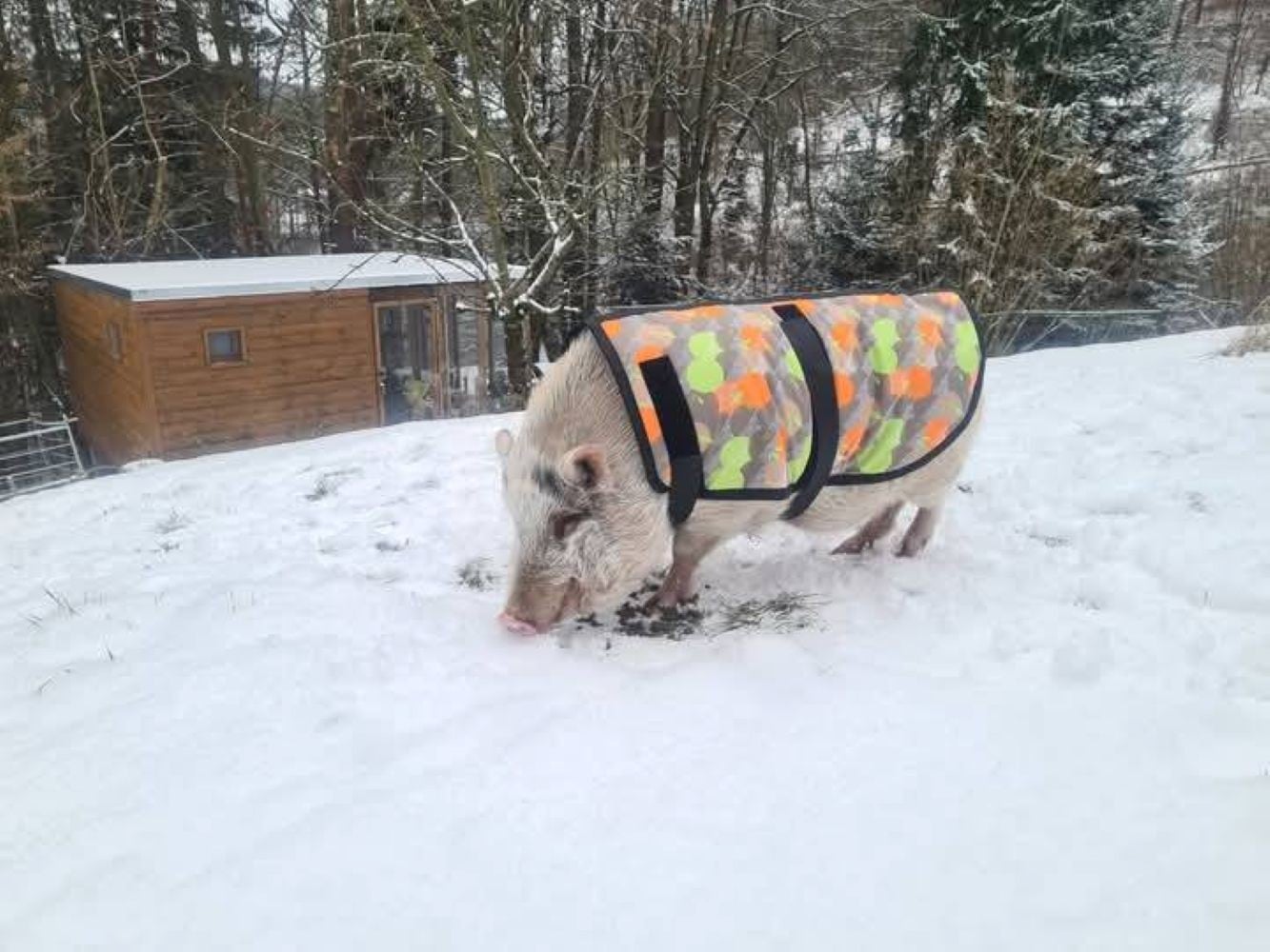 Prase v dece na LazyFarm