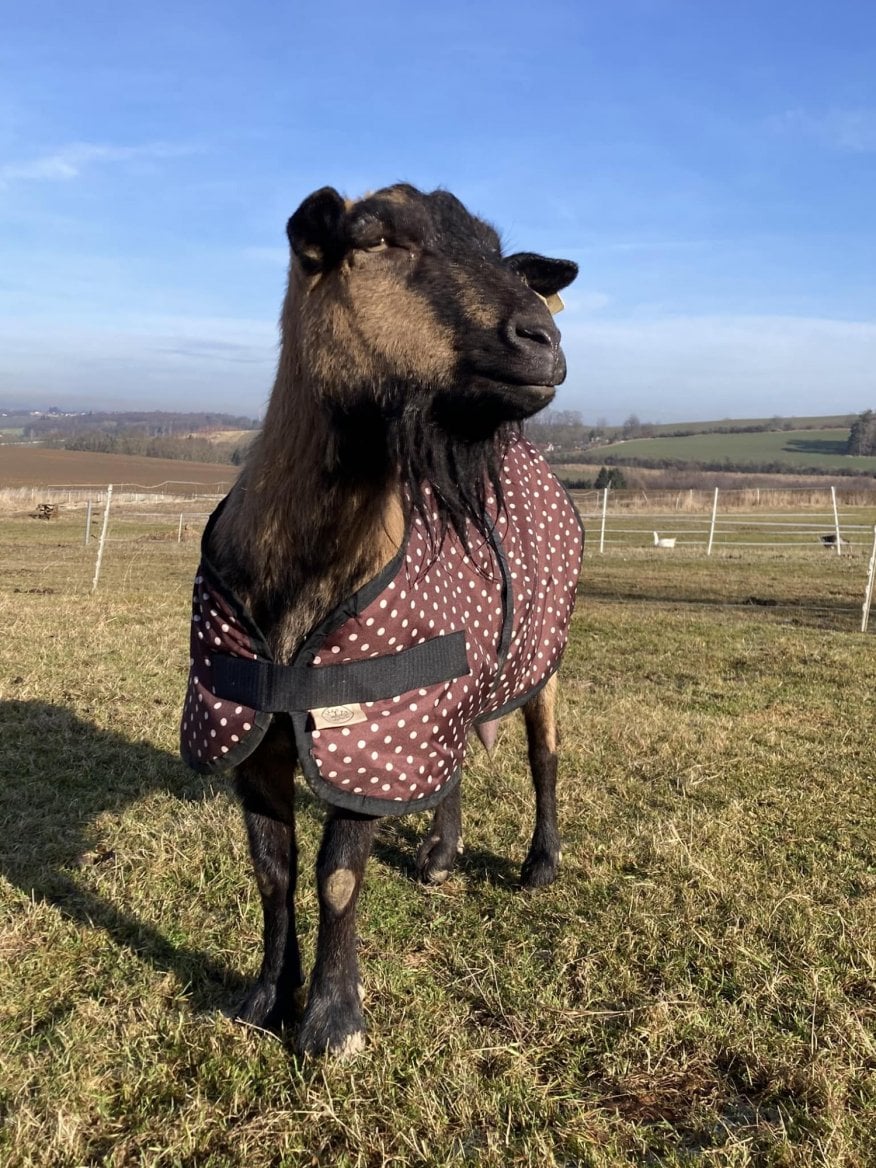 Koza Princezna v dece na LazyFarm