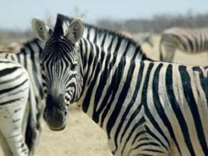 2010-03-namibie-prc3a1zdnc3a1-zemc49b-se-spoustou-atrakcc3ad-1.j