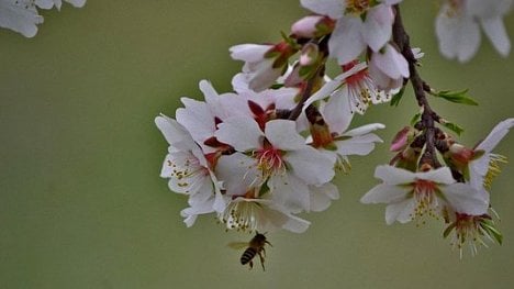 Náhledový obrázek - Selhání samotářské včely. Největší světový producent mandlí se vrací k tradici