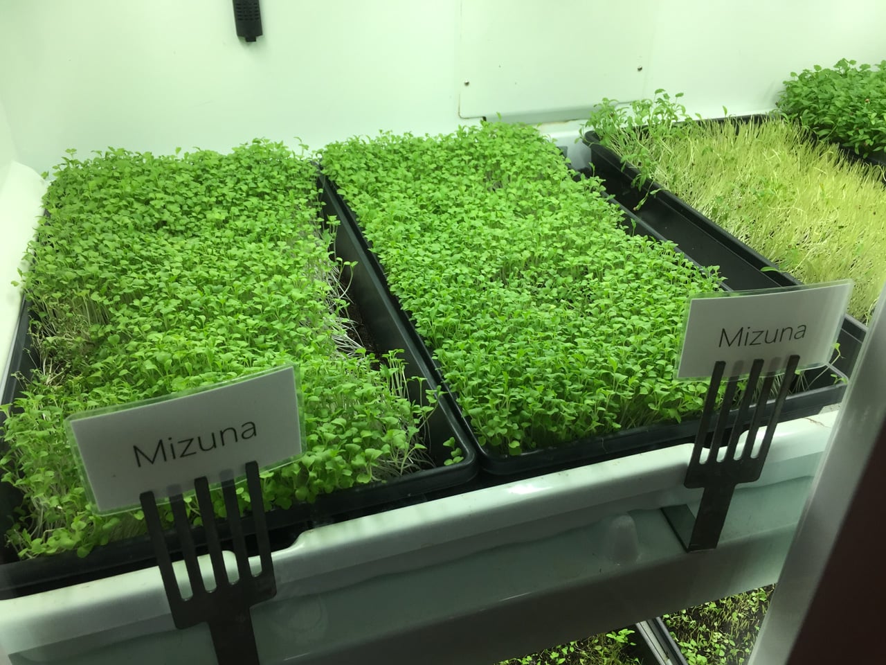 Centrála Microsoftu v Redmondu poblíž Seattlu