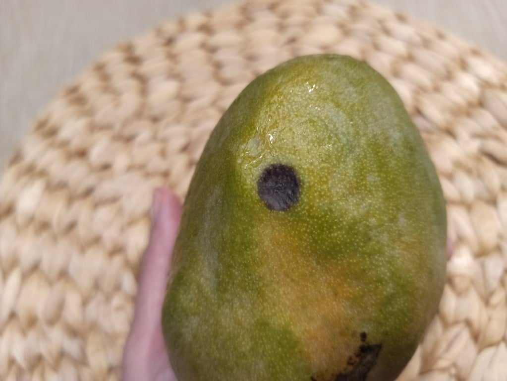 Mango