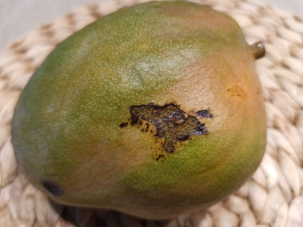 Mango