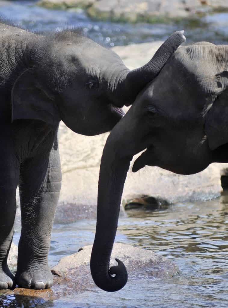 2011-01-slonc3ad-stc3a1do-v-prac5beskc3a9-zoo-posc3adlily-dvc49b