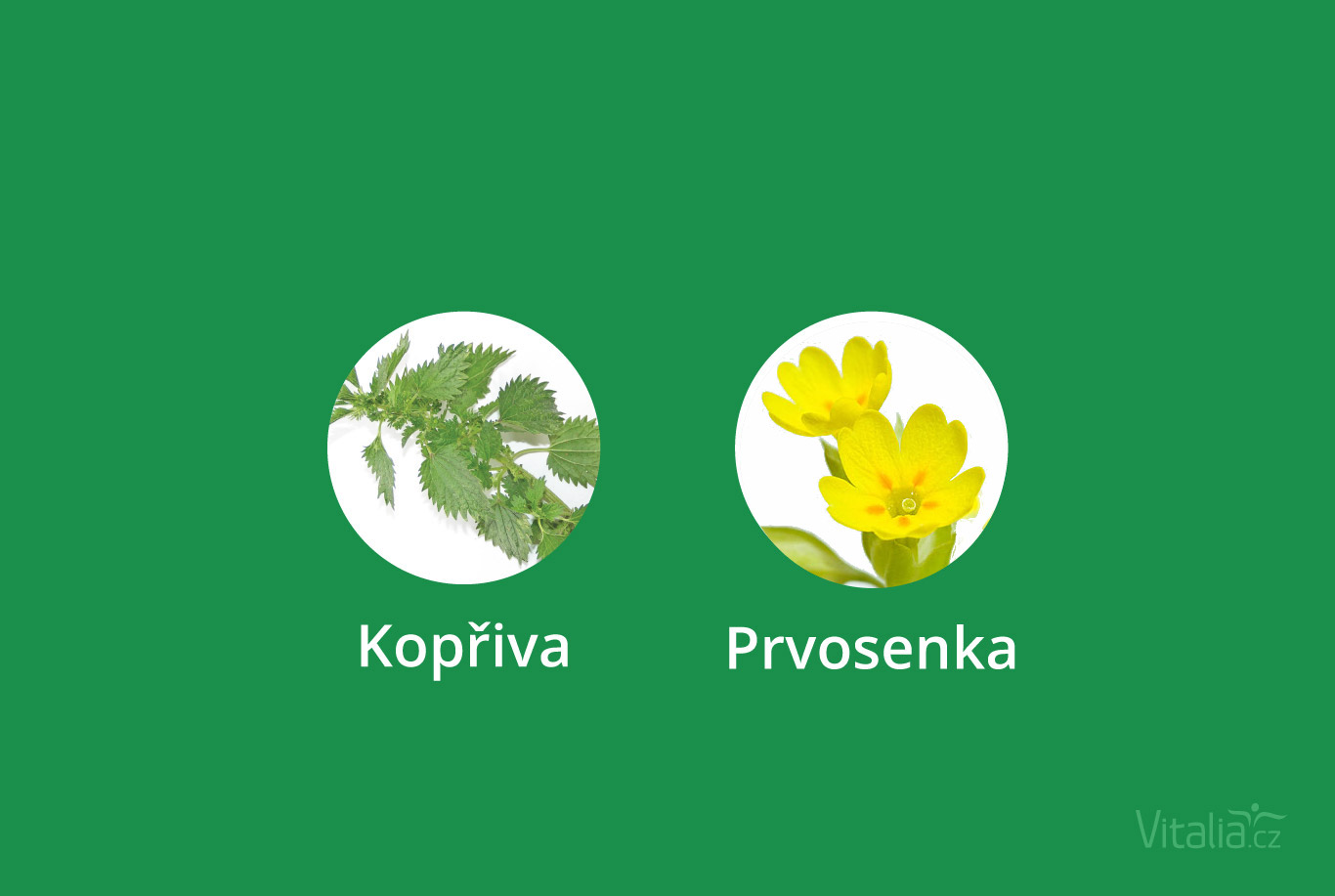 Obrovské množství vitamínu C má také kopřiva a prvosenka