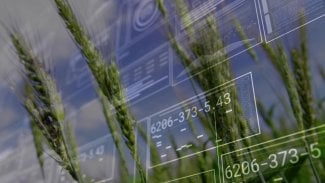 Zářivé zelené pšeničné stonky rostou na venkovském zemědělském poli a HUD panely zobrazují číselné kódy dat. Zemědělství, technologie, přesnost, kybernetická bezpečnost, udržitelnost, inovace, údaje