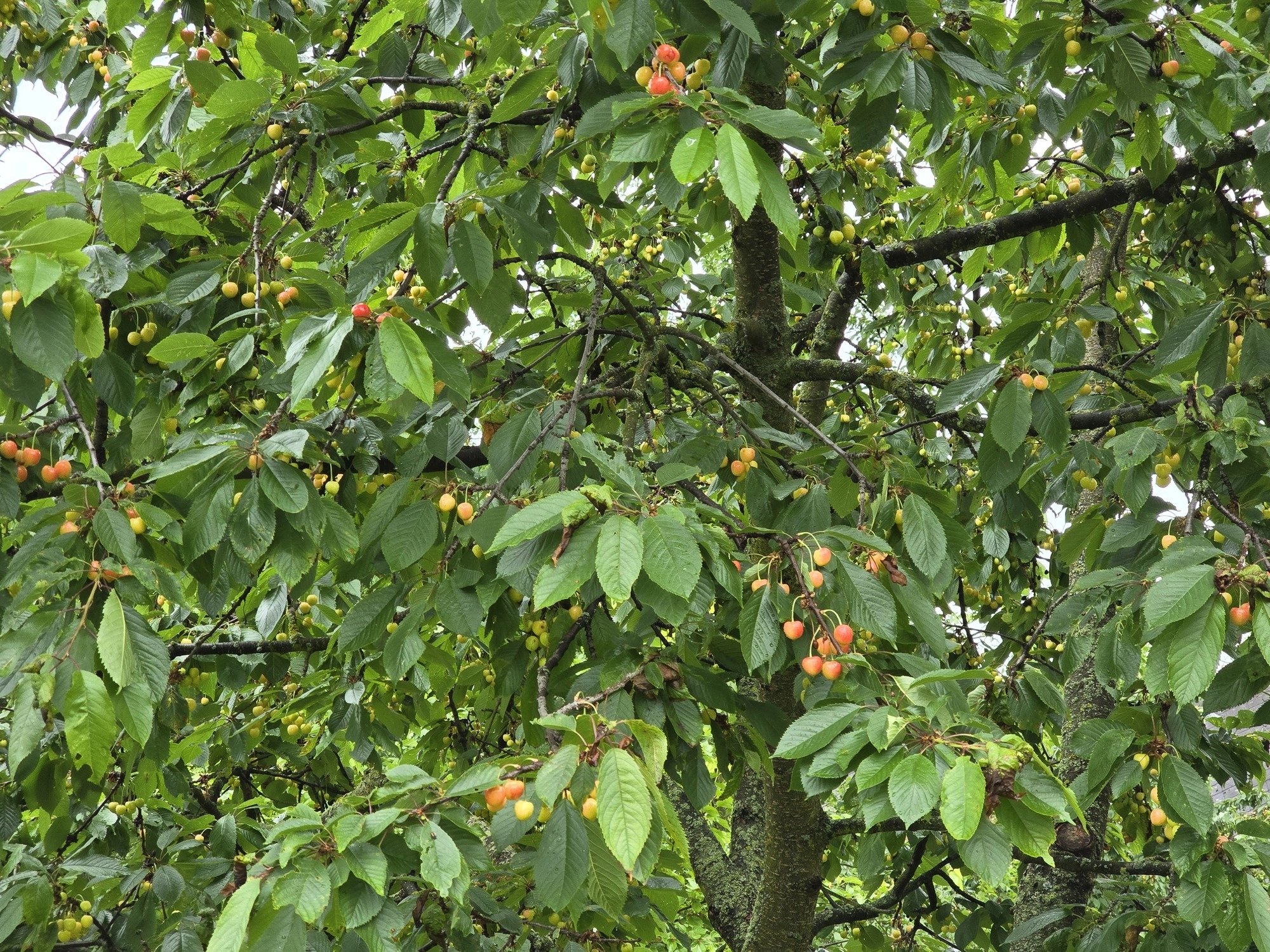 3násobný optický zoom