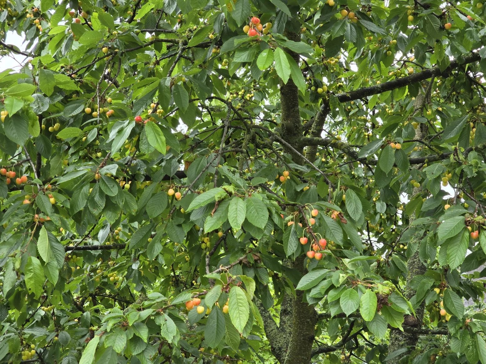 3násobný optický zoom