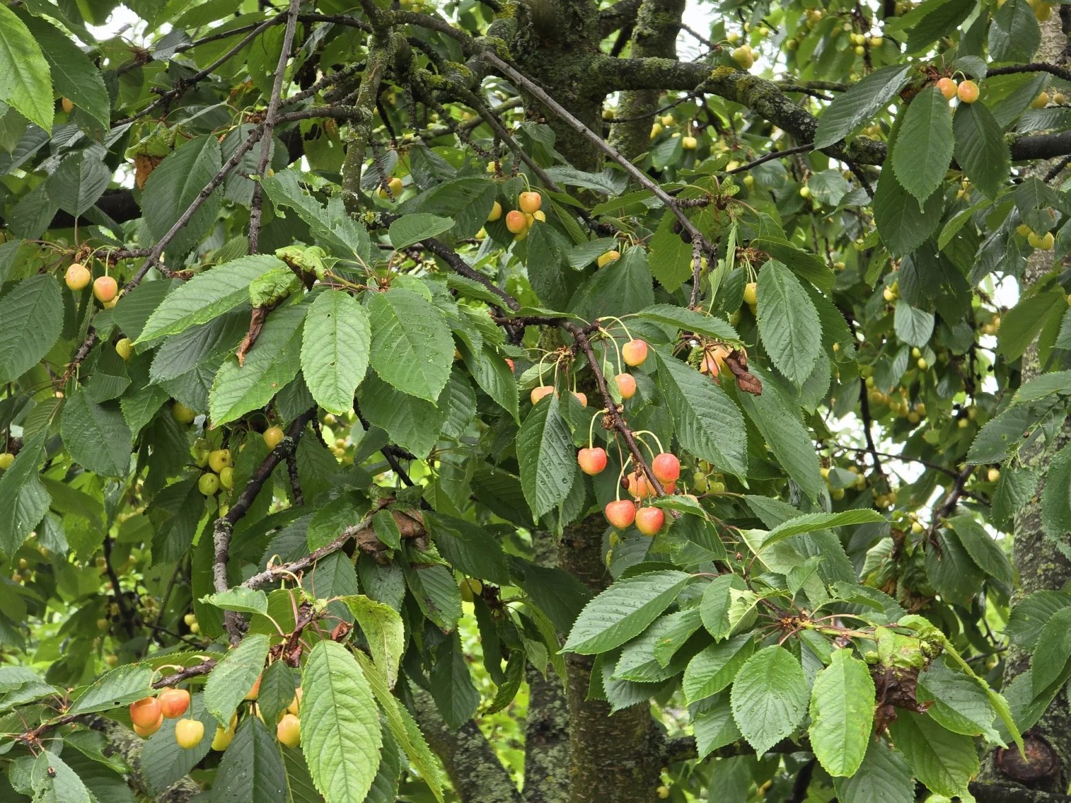 5násobný optický zoom