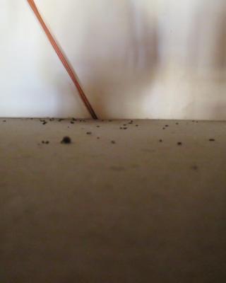 Restaurace U Svobodů, Pardubice