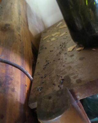 Restaurace U Svobodů, Pardubice