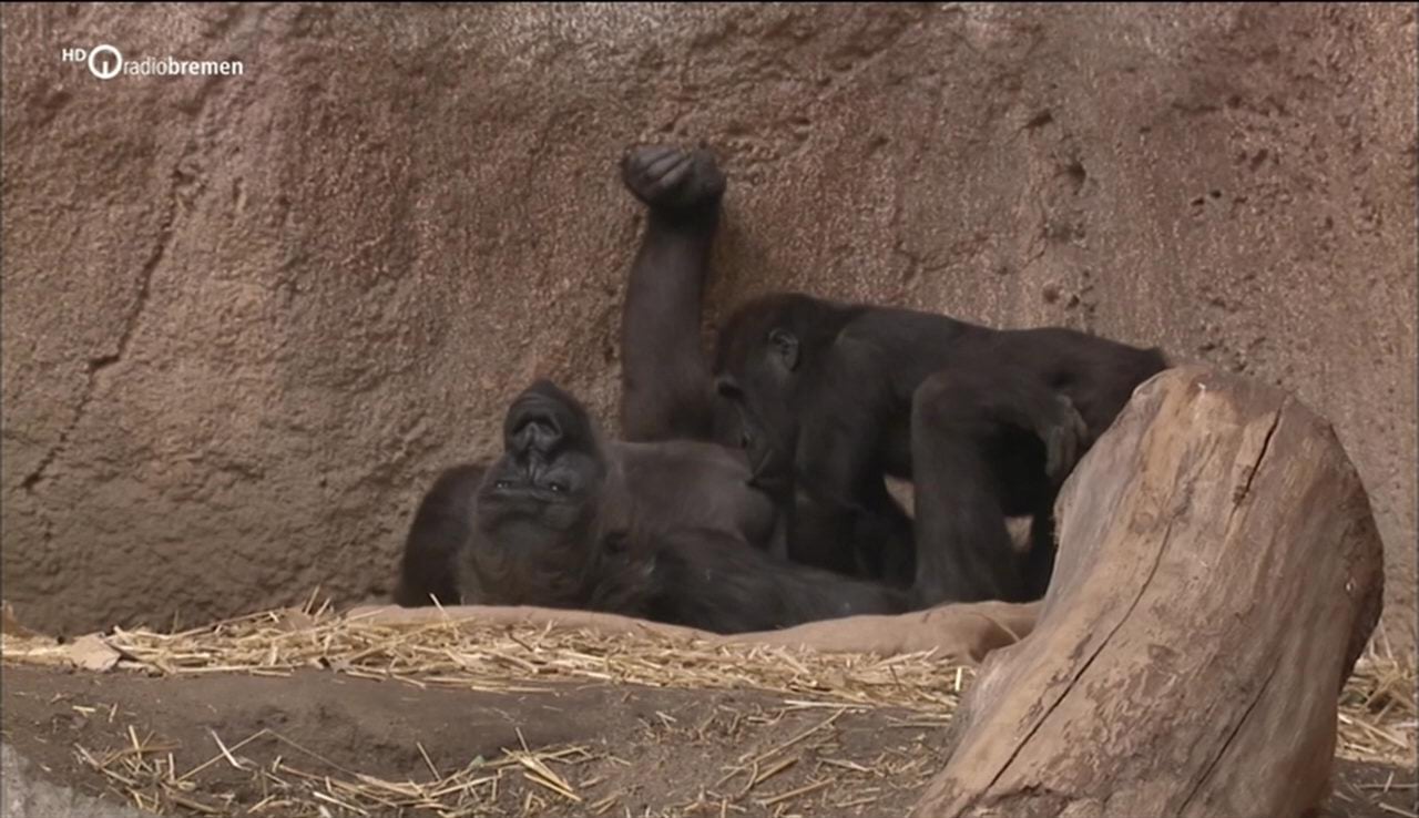 Nové satelitní FTA kanály 2. týden roku 2019