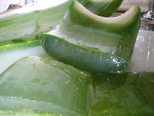 Aloe vera